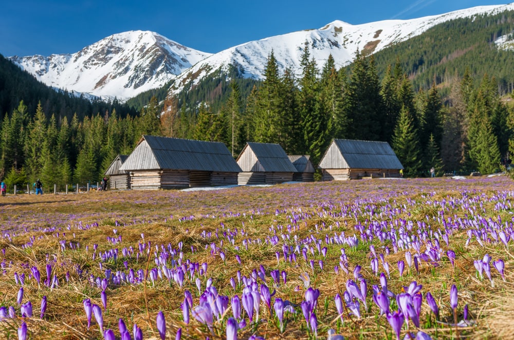 Krokusy na Podhalu